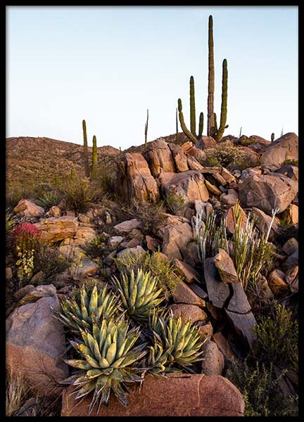 Baja Desert Poster nel gruppo Poster / Natura presso Desenio AB (10225)