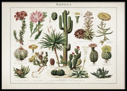 Vintage Print Collection No6 Poster nel gruppo Poster / Vintage presso Desenio AB (10611)