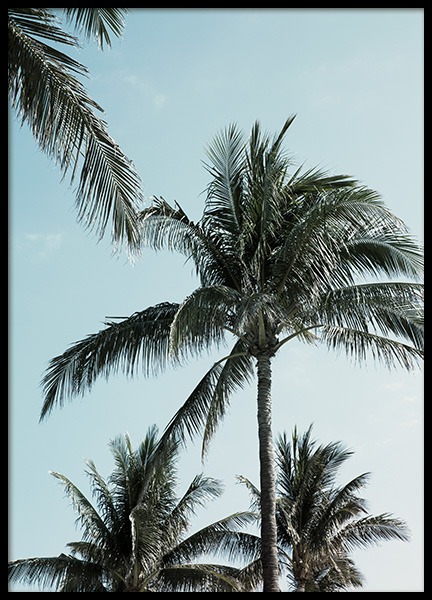 Tropical Palms No1 Affiche dans le groupe Affiches / Nature / Tropical chez Desenio AB (10958)