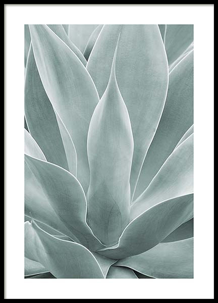 Agave Leaves No1 Poster nel gruppo Poster / Fotografia presso Desenio AB (11659)