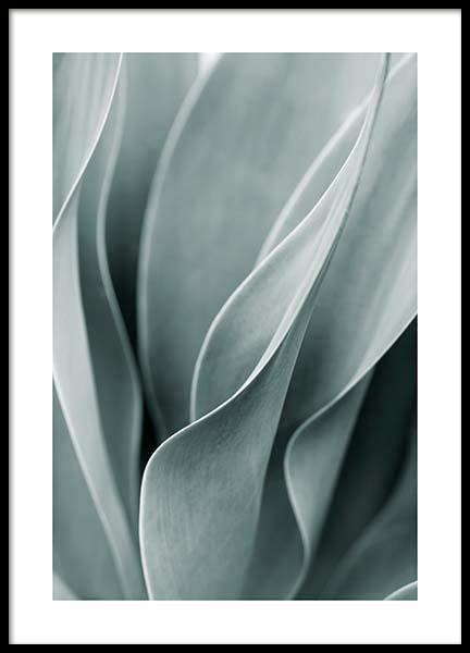 Agave Leaves No3 Poster nel gruppo Poster / Fotografia presso Desenio AB (11661)