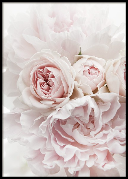 Peonies and Roses Poster in der Gruppe Poster / Fotografien bei Desenio AB (11791)