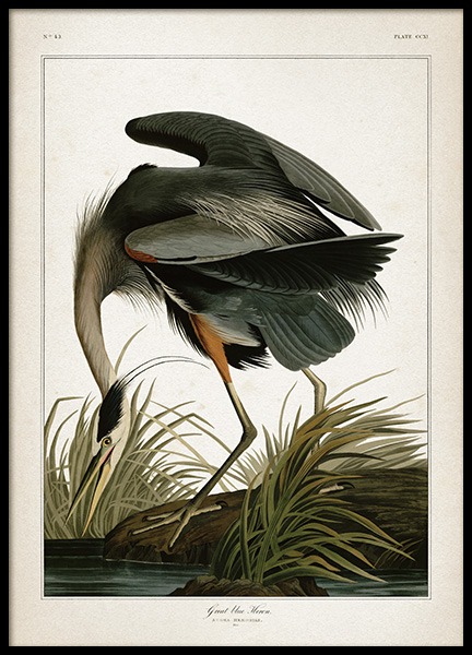 Great Blue Heron Poster in der Gruppe Poster / Vintage bei Desenio AB (12172)