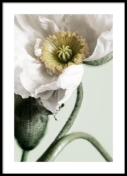White Poppy Close Up Poster in der Gruppe Poster / Fotografien bei Desenio AB (12319)