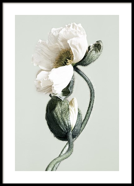 Blooming White Poppies Poster nel gruppo Poster / Fotografia presso Desenio AB (12321)