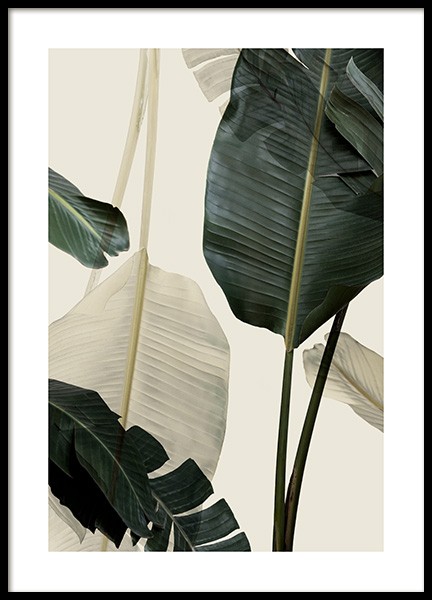 Banana Leaf Shades No1 Affiche dans le groupe Affiches / Photographie chez Desenio AB (12585)