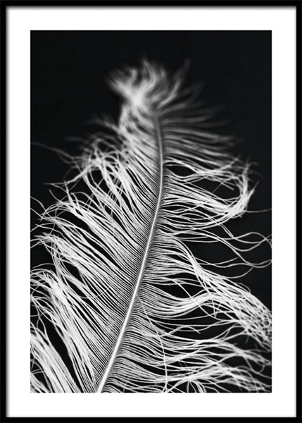 Feather in The Dark Poster in der Gruppe Poster / Fotografien / Schwarz-weiß-Fotografie bei Desenio AB (14930)