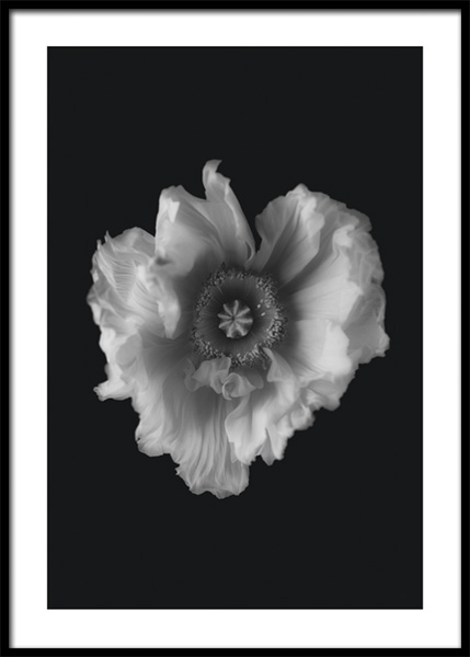 Poppy in Mono Poster in der Gruppe Poster / Botanik / Blumen bei Desenio AB (14931)