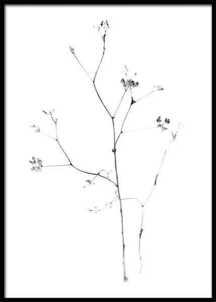 Fragile Flower Poster nel gruppo Poster / Fotografia / Foto bianco e nero presso Desenio AB (14933)