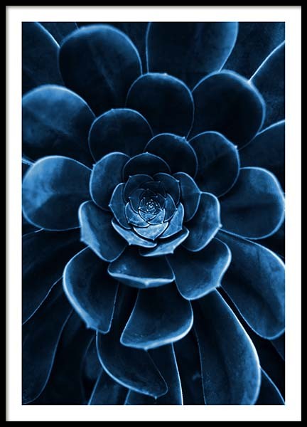 Blue Succulent Poster in der Gruppe Poster / Fotografien bei Desenio AB (3826)