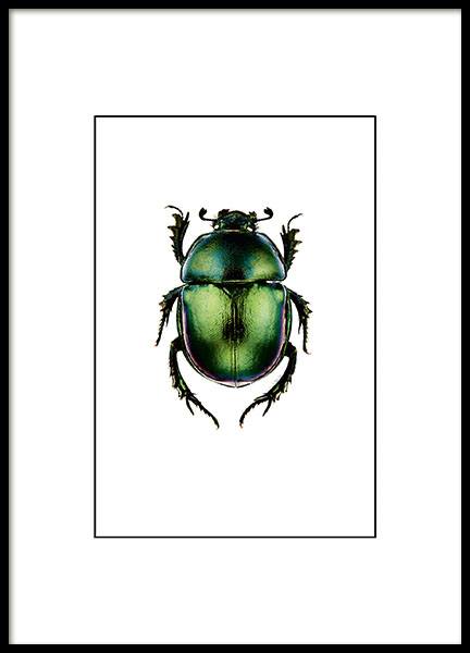 Posters et affiches avec insectes, petite affiche avec scarabée vert
