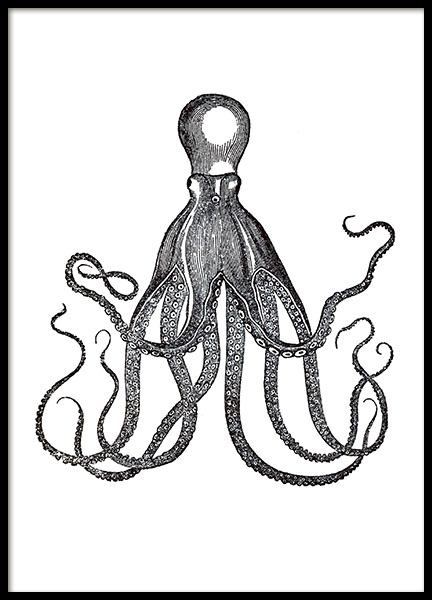 Affiches vintage avec anciennes illustrations noir et blanc de pieuvres