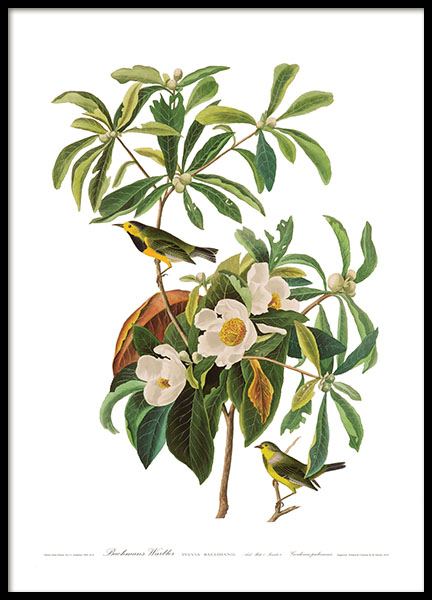 Bachmanii Birds Poster nel gruppo Poster / Vintage presso Desenio AB (7552)