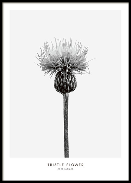 Thistle Flower, Poster in der Gruppe Poster / Schwarz-Weiss bei Desenio AB (7937)