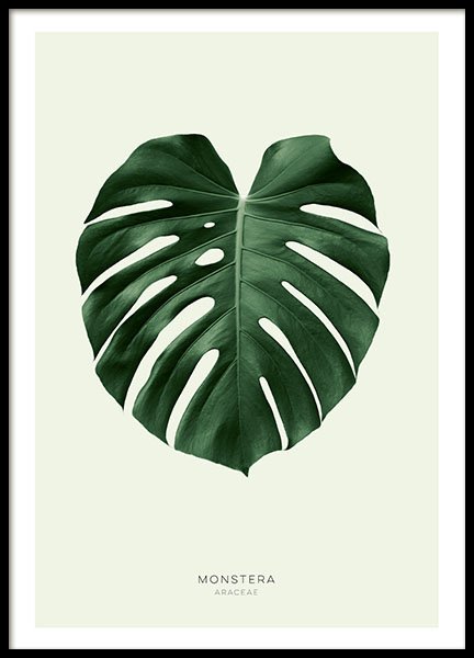 Green Monstera Poster nel gruppo Poster / Fiori & Piante presso Desenio AB (8147)