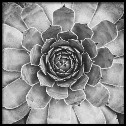 B&W Cactus Plant, Poster in der Gruppe Poster / Schwarz-Weiss bei Desenio AB (8583)