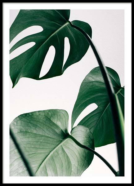 Monstera Three Poster dans le groupe Affiches / Photographie chez Desenio AB (8722)