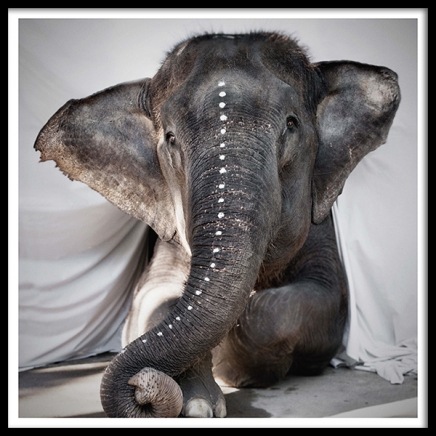 Love Warriors Adele Poster nel gruppo Poster / Fotografia presso Desenio AB (Pre5631)