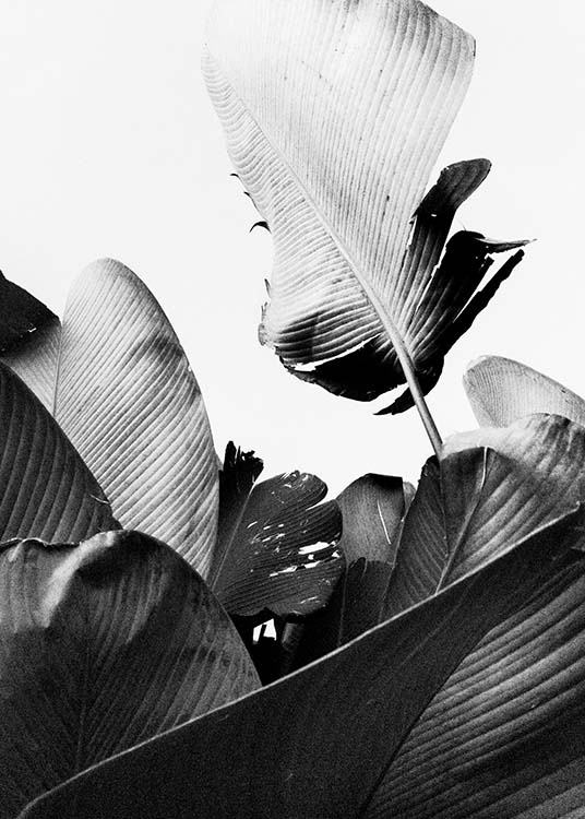 B&W Banana Leaves No2 Poster