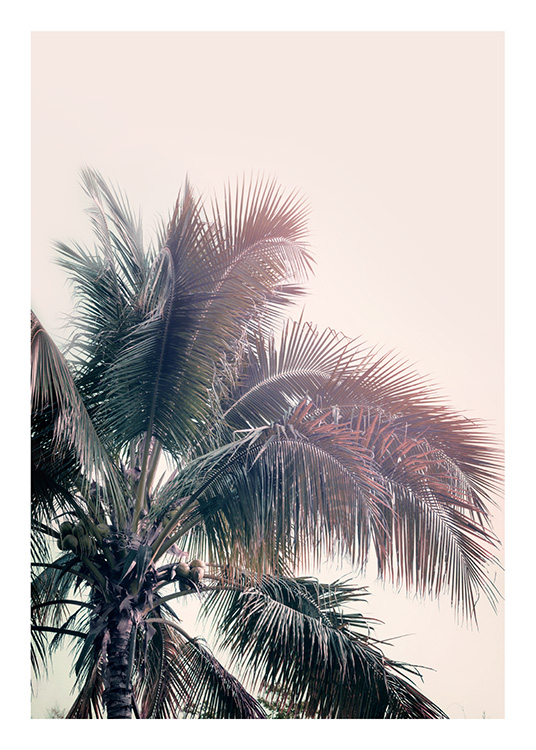 A Palm Tree Dream Poster