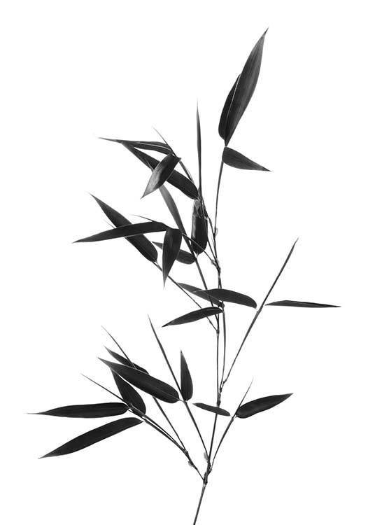  – Photo en noir et blanc d'une branche de bambou