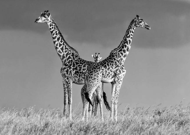 Giraffe Family Poster / Schwarz-Weiss bei Desenio AB (10399)