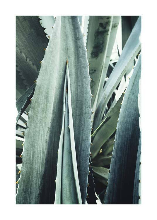 Agave Close Up Affiche