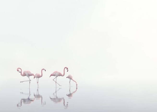 Flamingos on Foggy Water Poster