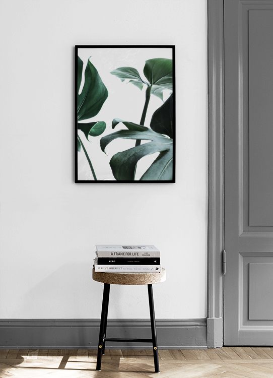  – Photographie de grandes feuilles de monstera vertes sur un fond blanc