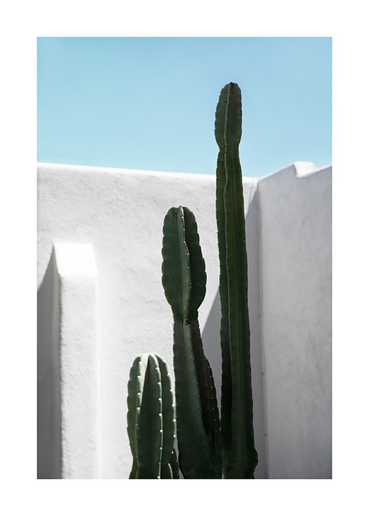 Cactus Wall Poster / Quadri cactus presso Desenio AB (10792)