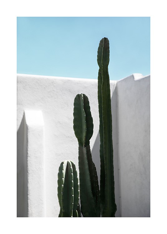 Cactus Wall Affiche
