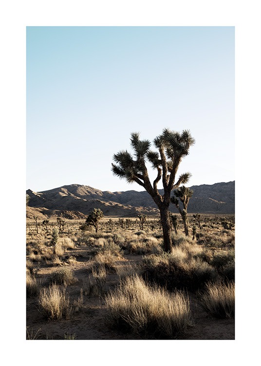Joshua Tree National Park Poster