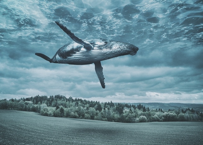 Flying Whale Affiche