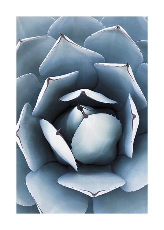 Blue Agave No1 Affiche