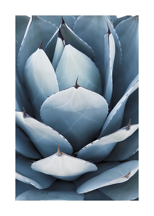Blue Agave No2 Affiche