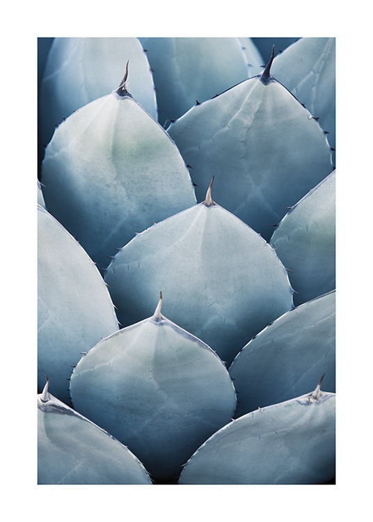 Blue Agave No3 Affiche