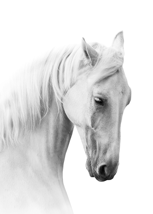 Horse Profile Poster / Schwarz-Weiss bei Desenio AB (10876)
