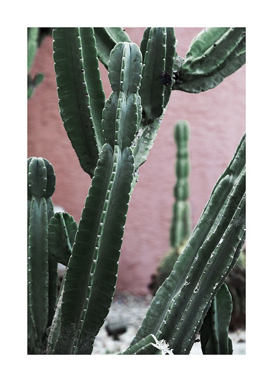 Pink and Green Cactus Affiche