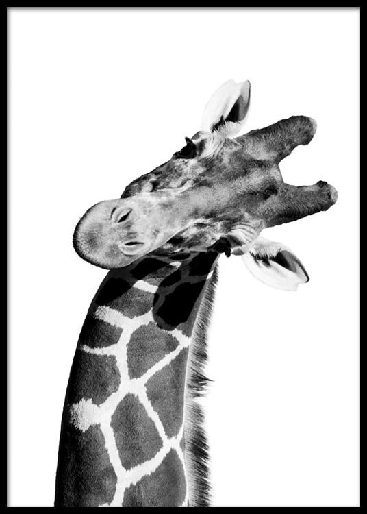  – Poster d'animal en noir et blanc, ici du portrait d'une girafe 