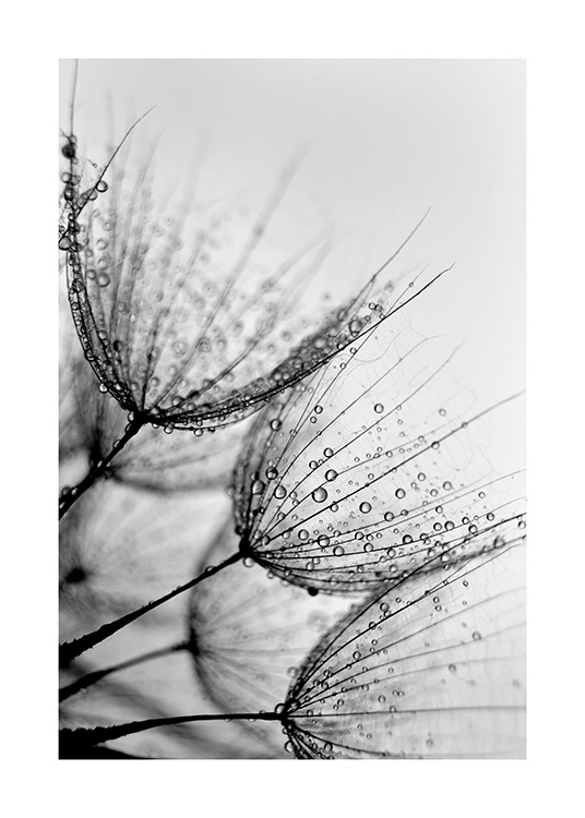 Dandelion Drops Poster