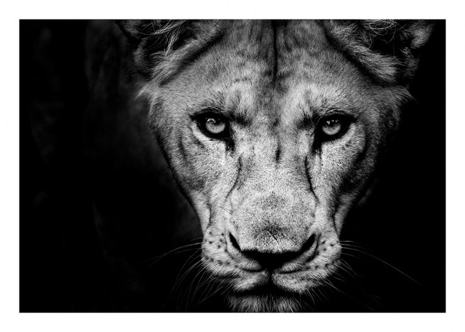 Lioness Close Up Poster / Schwarz-Weiss bei Desenio AB (11259)