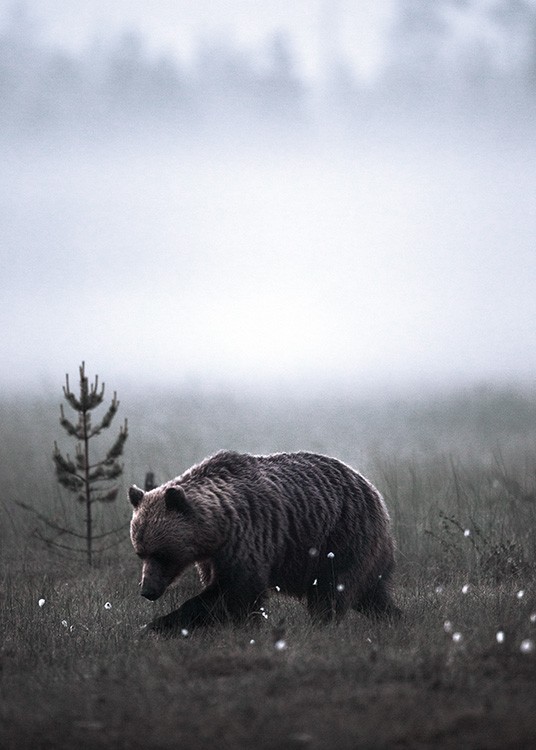 Meadow Bear Poster / Animali presso Desenio AB (11422)
