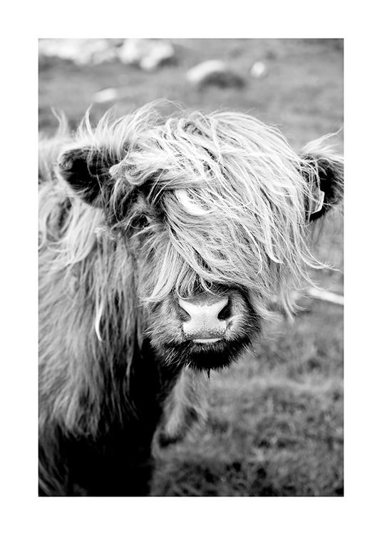 Portrait of Highland Cattle Poster / Tiere bei Desenio AB (11485)
