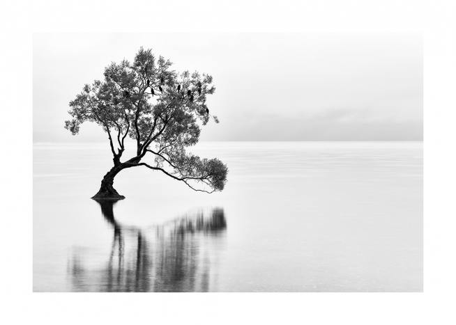 Lonely Wanaka Tree Affiche