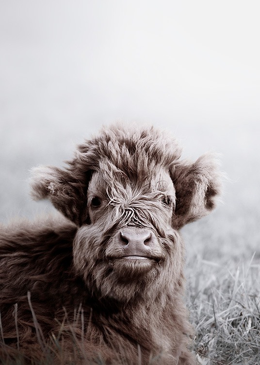 Highland Cattle Calf Poster / Animali presso Desenio AB (11549)