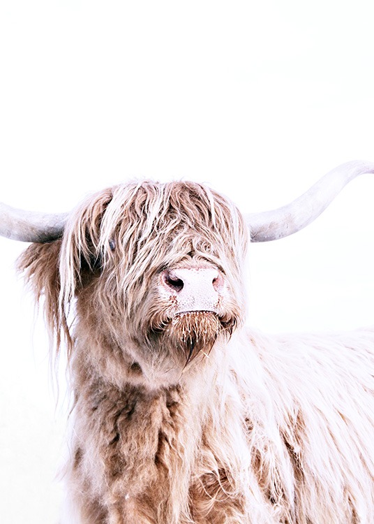 Highland Cattle Portrait Poster / Animali presso Desenio AB (11550)