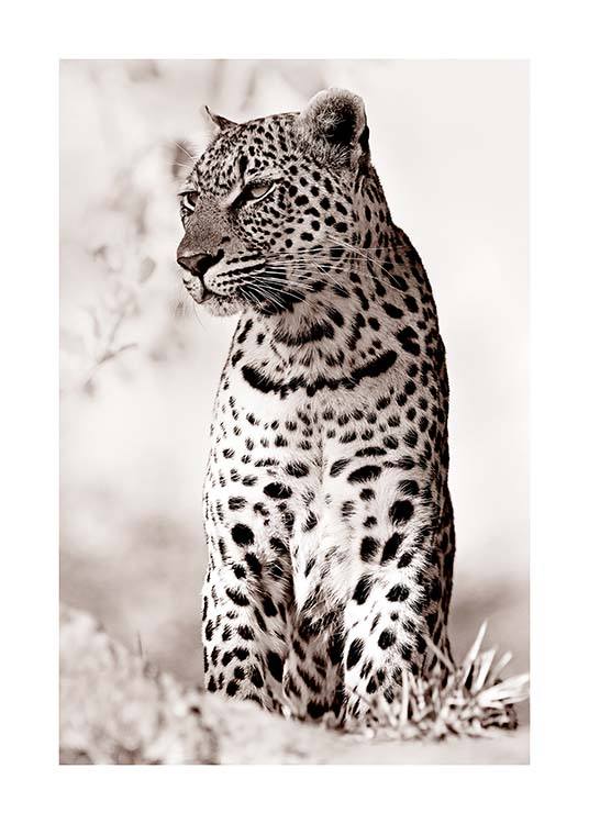 Leopard in the Wild Affiche