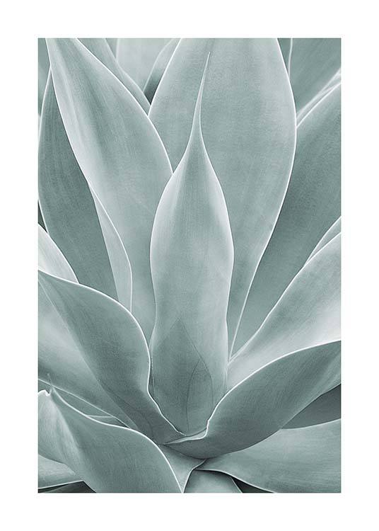 Agave Leaves No1 Affiche