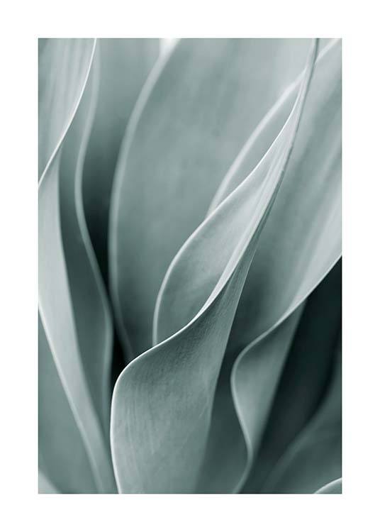 Agave Leaves No3 Affiche