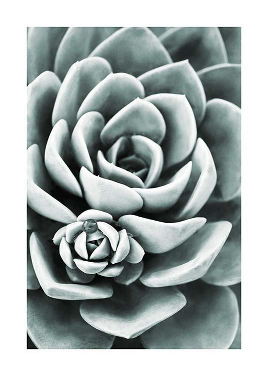 Mint Green Succulent Affiche